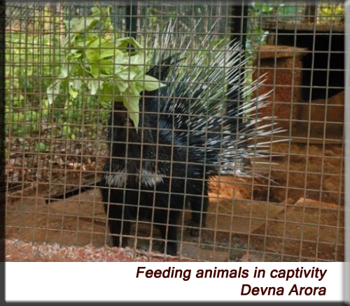 Devna Arora - Feeding adult mammals